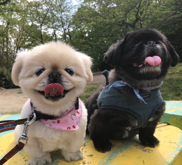 【愛犬体験記】後ろ足麻痺から１ヶ月半･･･椎間板ヘルニアを克服！