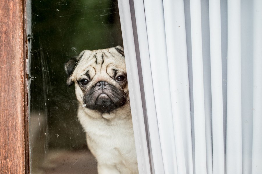 犬が飼い主を待ち伏せする心理５つ