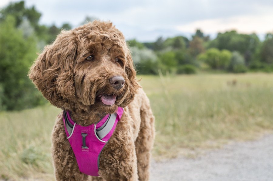 犬に使うべきではない『ハーネス』の特徴３選！NGな理由や正しい選び方を解説