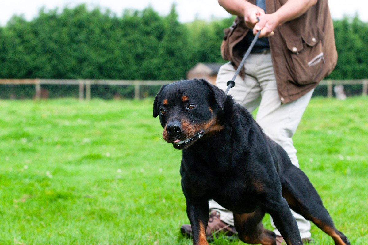 犬の引っ張り癖をやめさせたいときの対処法４つ　無理をさせてはいけない？飼い主が注意すべきポイントとは