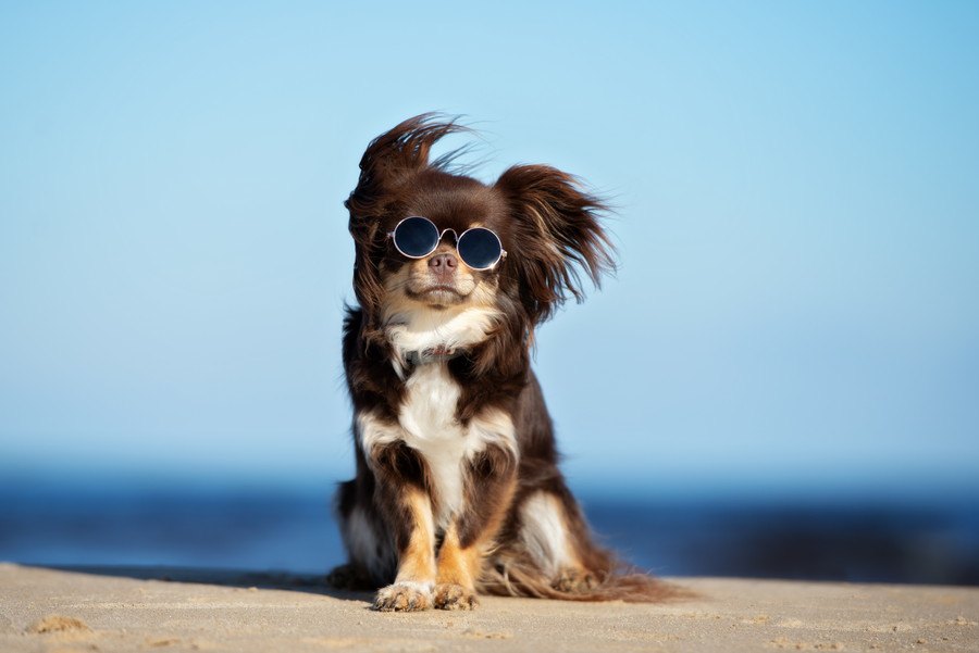 犬にしてはいけない『夏のNG行為』３選