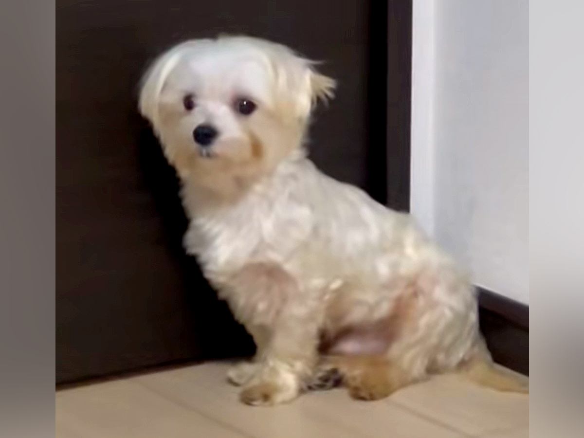やせ細り、毛が腐っていた保護犬→『絶対幸せにする』と誓った結果…劇的に変化した『現在の様子』に感動「素敵な出会いに感謝」「泣けました」