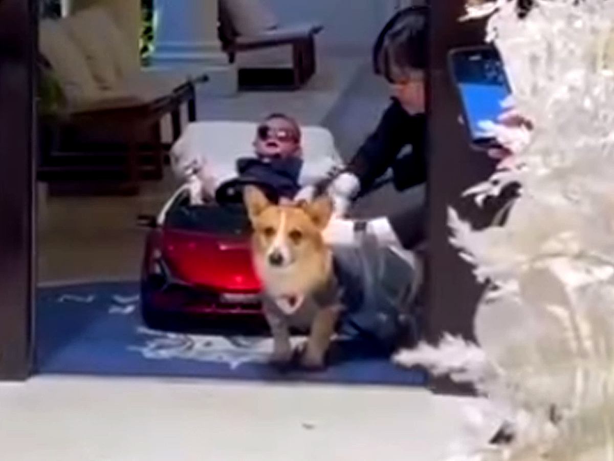 結婚式で『リングドッグ』を務めた犬→参列者に見せた『愛くるしいご挨拶』に絶賛の声「よくできました」「なんか感動した」