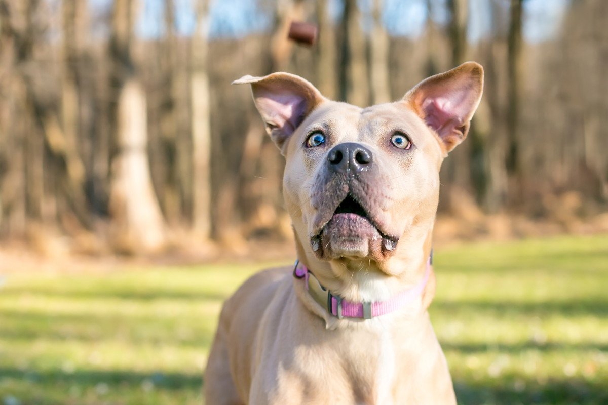 噛んでくることも！犬が『ビックリした時』に見せる6つの行動と驚かせてしまうダメな接し方とは