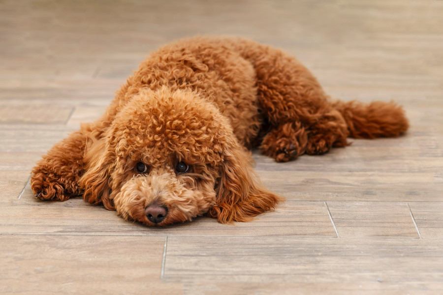 室内犬が短命になる『絶対NG行為』4選　愛犬の健康寿命を縮める危険な生活習慣とは？