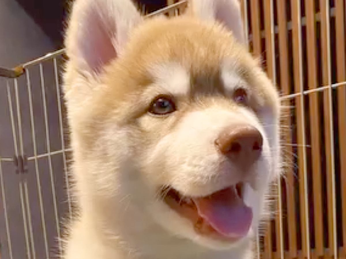 『ぬいぐるみのような赤ちゃん犬を飼った』と思っていたら→数年後…想像の数倍『カッコよすぎる現在』が13万再生「イケメン」「男前で惚れた」