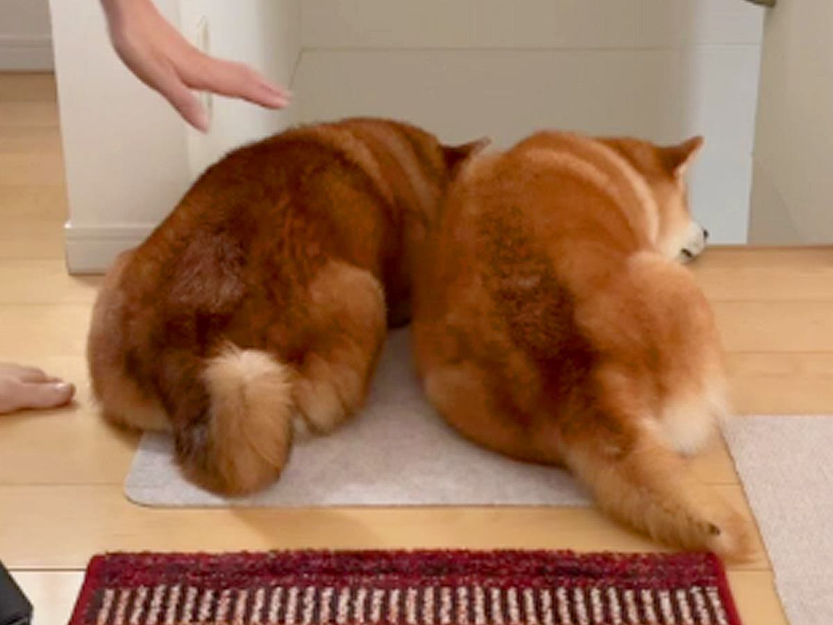 掃除機をかけていたら『２匹の犬』がジャマしてきて…可愛いけど全く捗らない様子が12万再生「びくともしないｗ」「ダブルバリケード」の声