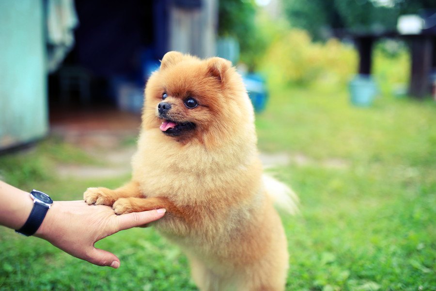 思いやりのある犬の特徴６つ