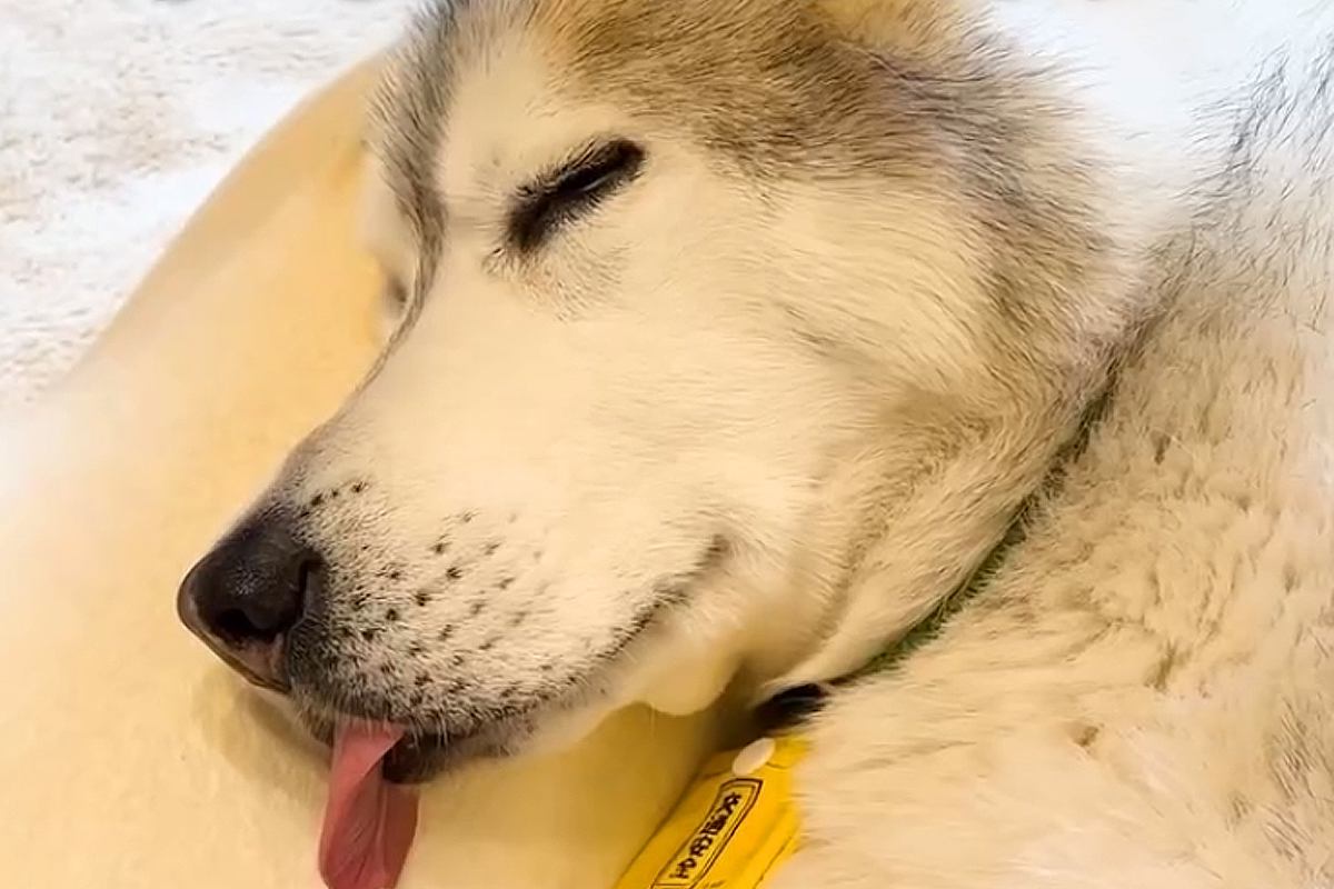 1歳のハスキー犬とおじいちゃん犬→朝の5時30分になると…完全に真逆な『朝の光景』が可愛いと14万再生「子どもは風の子」「二度寝最高」