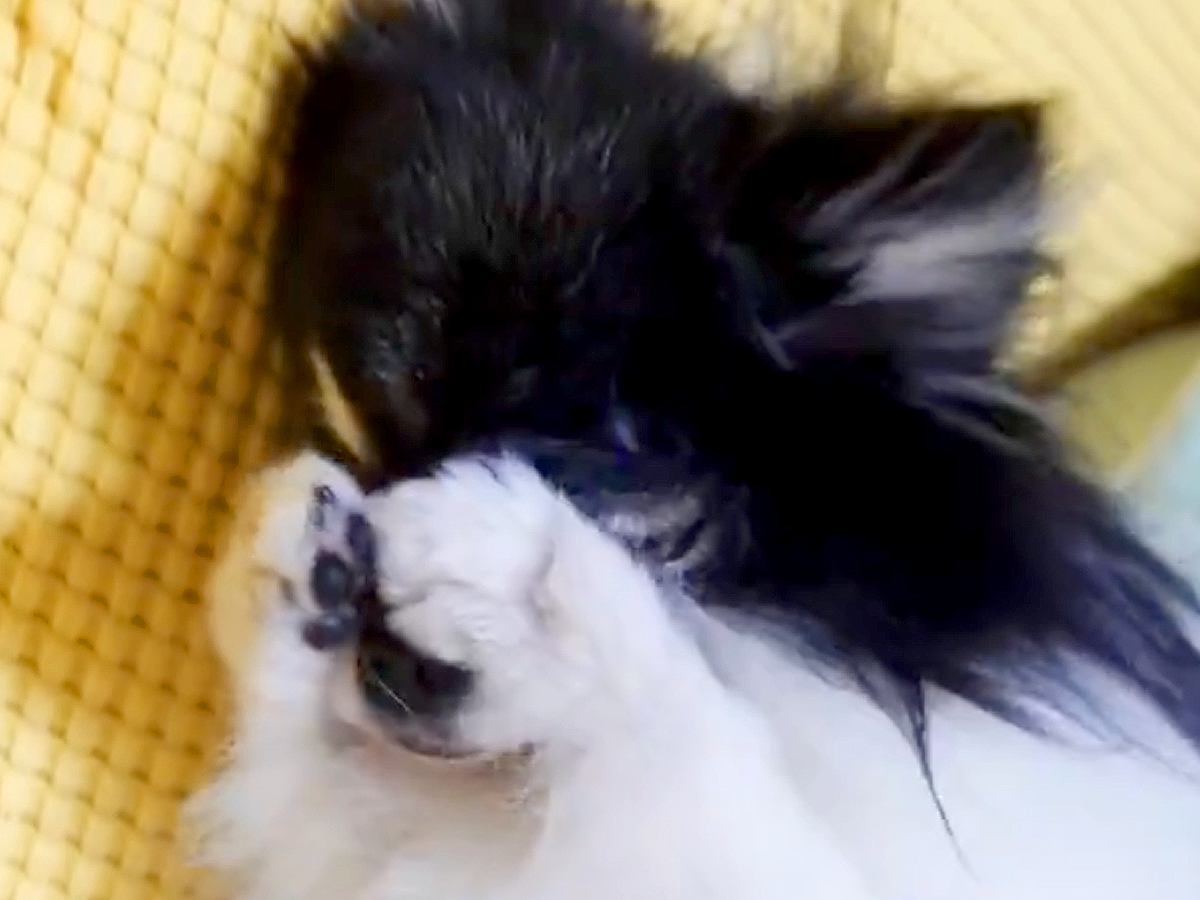『限りなく小動物に近い』と言われた犬→仕草を観察した結果…とんでもなく可愛い『まさかの行動』に1万いいね「ハムスターかな？ｗ」「天使」
