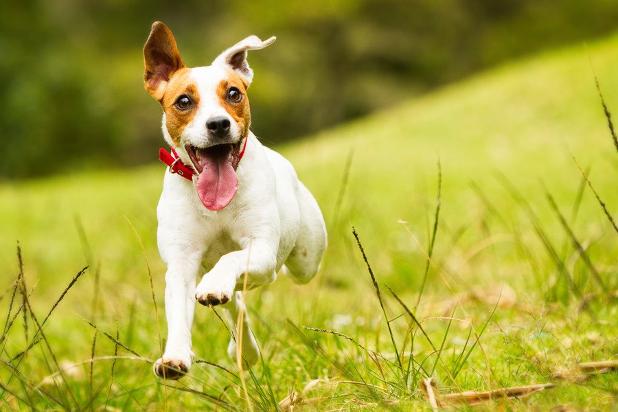 犬が逃げる飼い主を追いかける時の心理４選