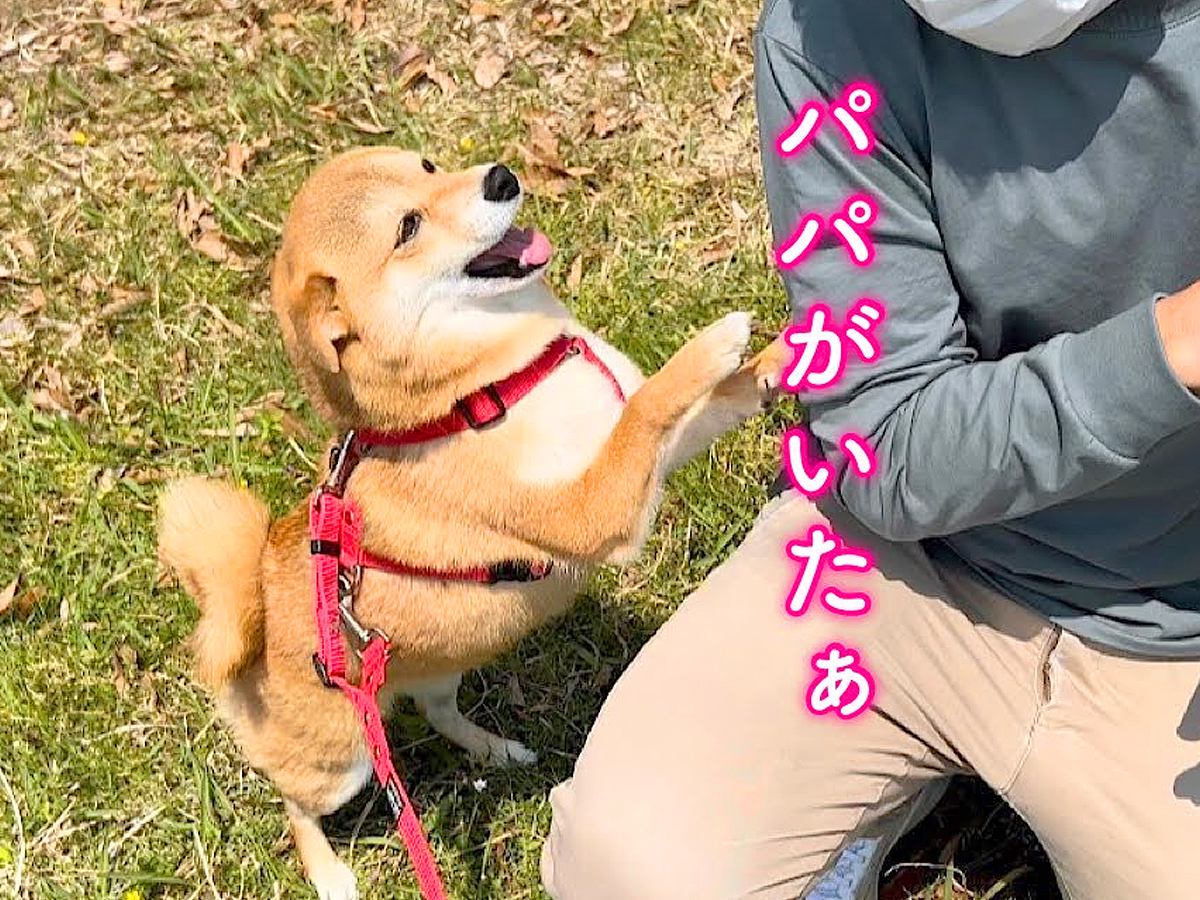 お散歩中の犬たちが『病院に行ったパパ』と出くわした結果…思った以上の『大歓喜』が尊すぎると79万再生「感動の再会」「発見時の顔が乙女」