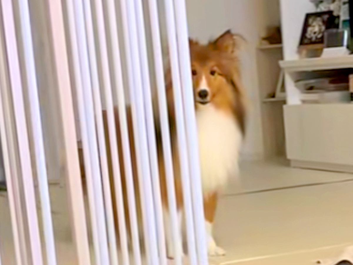 構ってほしそうな犬→名前を呼んだ結果…喜びが爆発した『ハイテンションすぎる光景』が33万再生「にっこにこで尊すぎる」「何回も呼びたい」