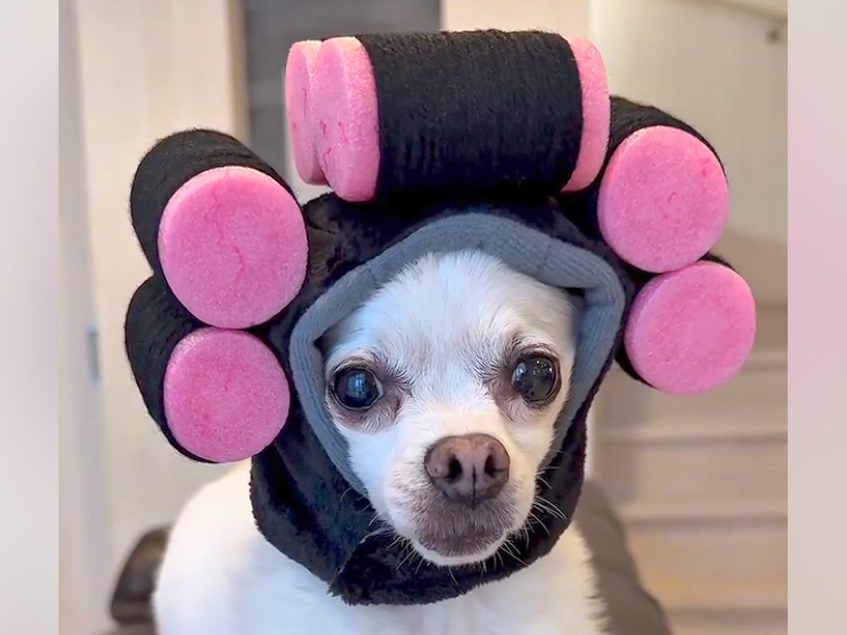 3匹の犬のために『ファッショングッズ』を買った結果…思っていたのと違う『失敗の連続』が可愛すぎると反響「吹いたｗ」「可愛いから問題なし」