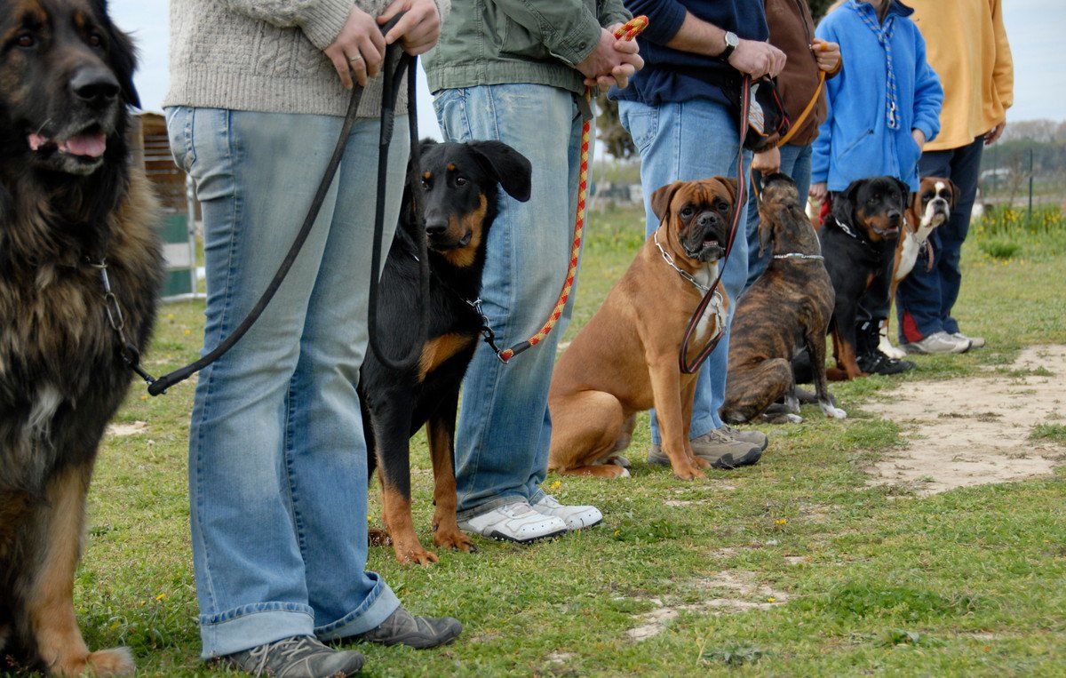 成犬でも『しつけのやり直し』はできる？絶対にNGな行為と大切なポイント4つ