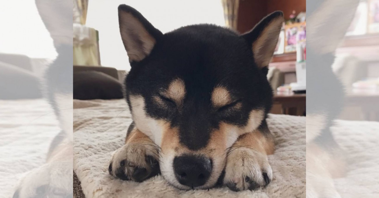 【愛犬あるある】この後の展開を知らず…油断し過ぎの柴犬さん♡