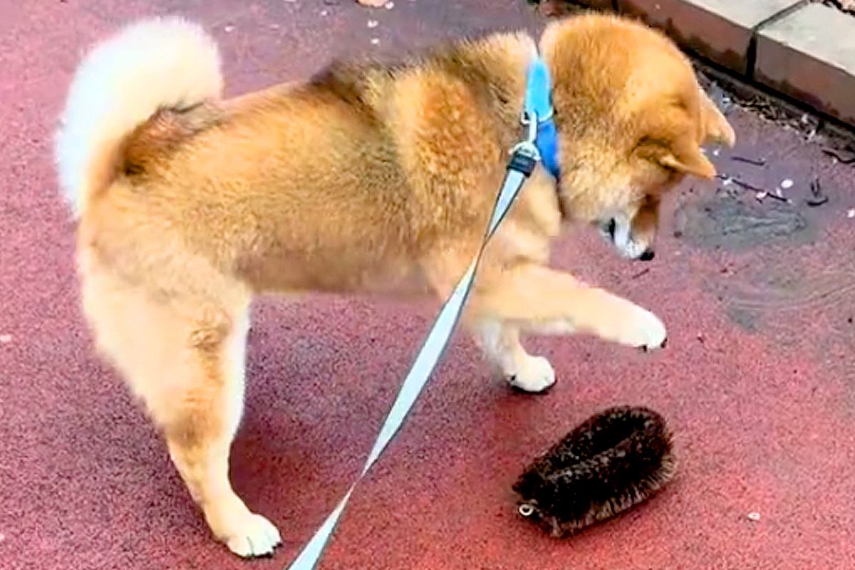 雨上がりに『落ちているタワシ』を発見した犬→恐る恐る近づいて…あまりにも愛おしい『戦いに挑む光景』が４万再生「強敵で草」「全部可愛い」