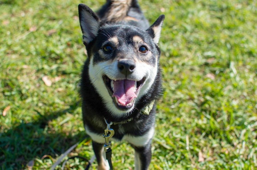 『大切に育てられている犬』の共通点4選　愛犬に伝わりやすい愛情の与え方まで解説