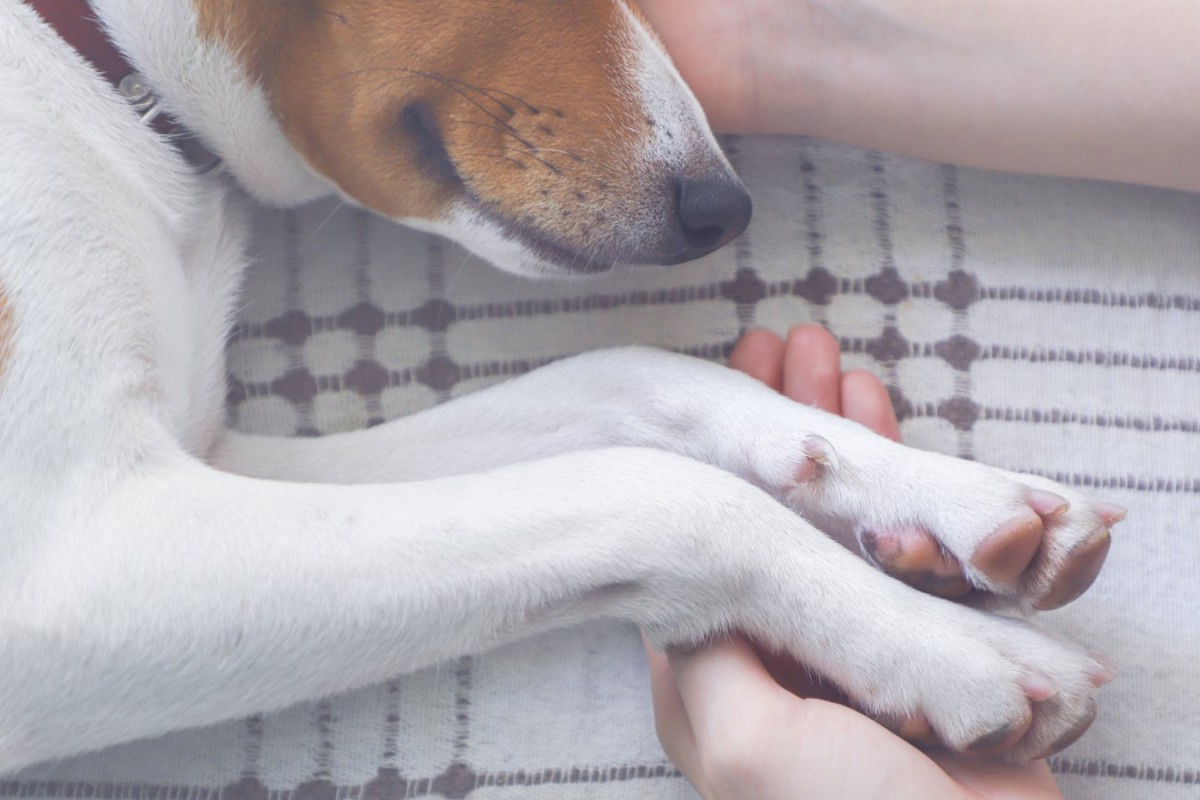 犬との最期の時間を過ごす。後悔しないよう過ごすために意識すべきこととは？