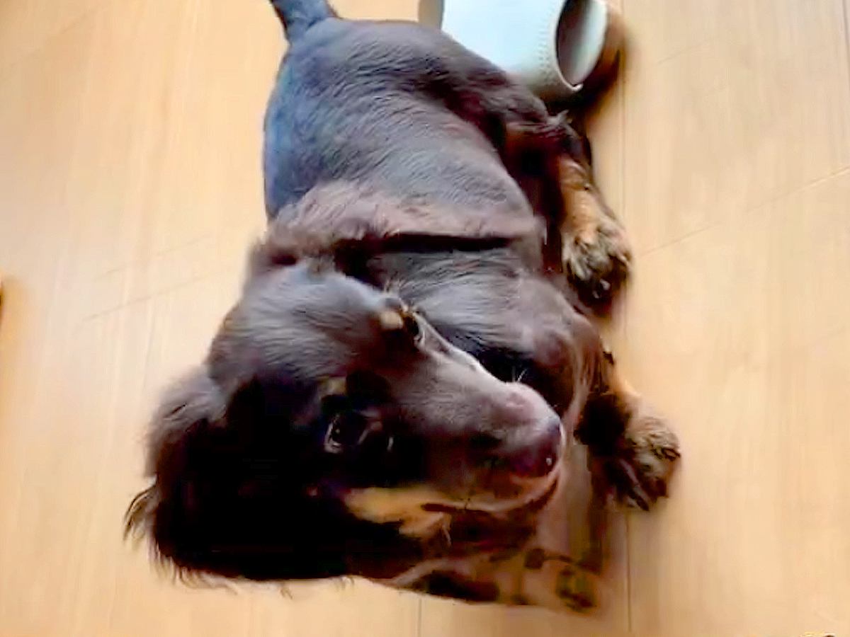 子犬を迎えて6ヶ月→なかなか毛が伸びないので『短毛種』かと思っていたら...1年後の『まるで別犬のような姿』に「わかる」「うちも同じ」の声