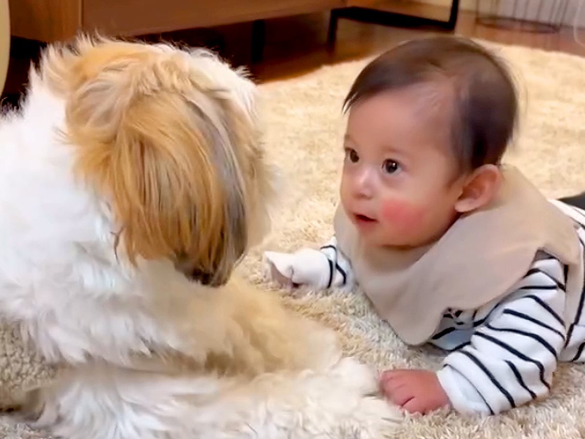 赤ちゃんと犬が『家族になった』結果、見守る姿が…まるでお兄ちゃんのような光景に77万再生の反響「なんて平和な世界」「優しくしてて偉い」