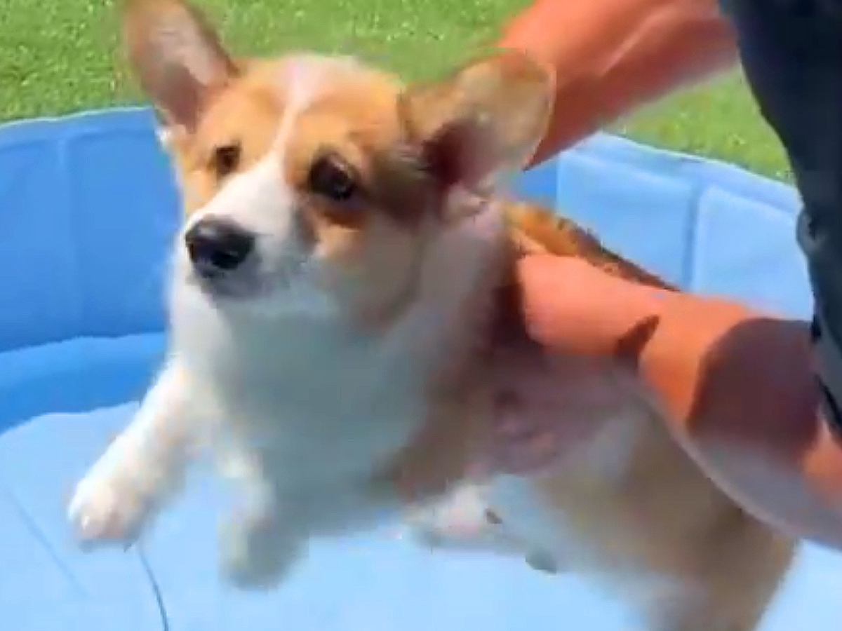 生後3ヵ月の赤ちゃん犬を『初めてプールに入れようとした』結果…必死すぎる『愛おしい行動』に3万9000いいね集まる「かわいい」「癒される」の声