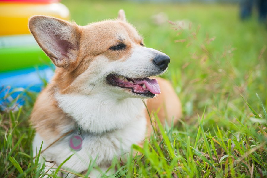 犬の心が『幸せで満たされる』飼い主の行動５選♡