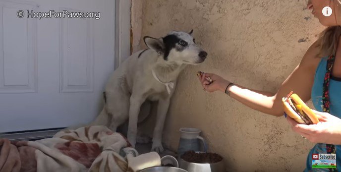 理想的な家庭犬！穏やかでかわいい大型犬を保護