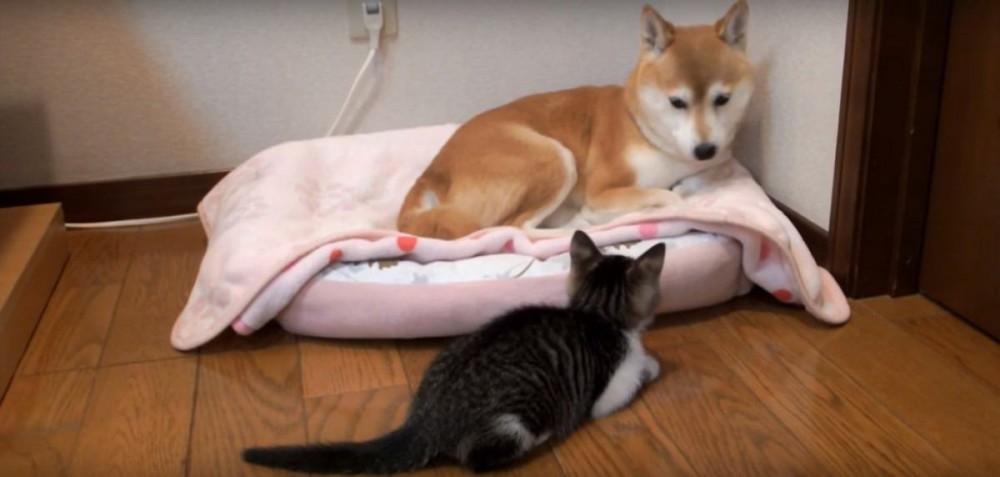 子猫のあからさま過ぎるアピールに困惑する優しい柴犬ちゃん