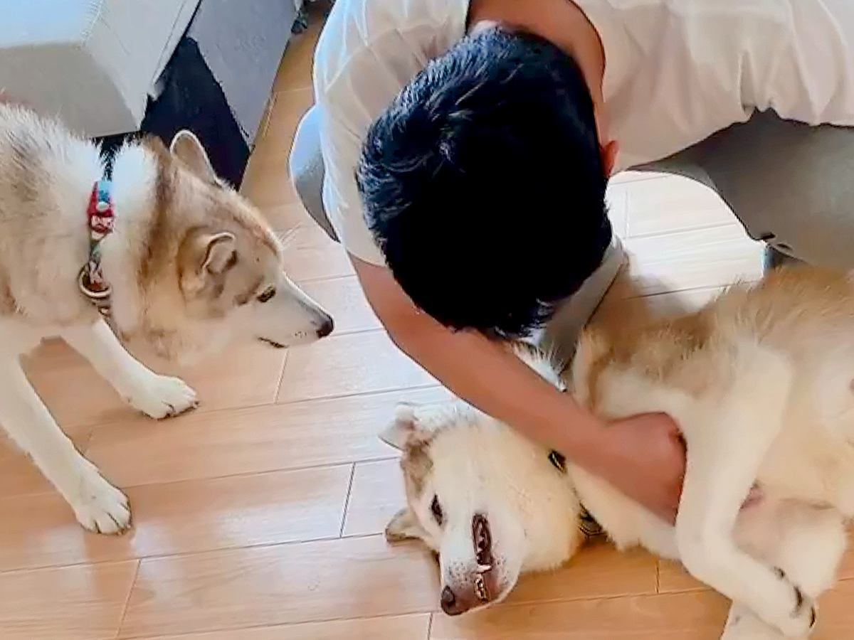 甘えるハスキー犬を撫でた結果→もう1匹のハスキーが来て…まさかの『嫉妬でブチギレる光景』に1万いいね「たまらん可愛さ」「独占禁止法ｗ」