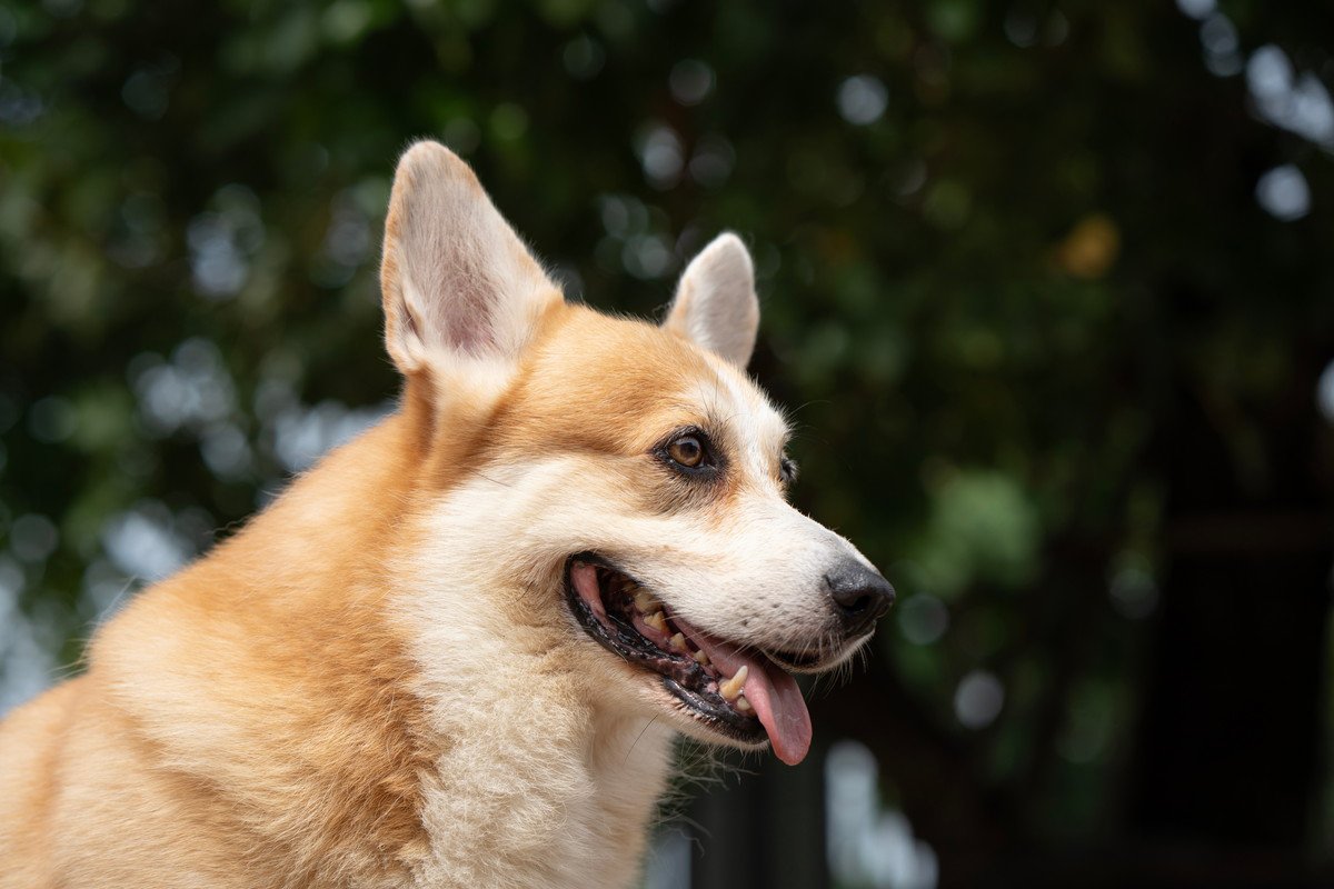 犬の『呼吸』が普段と違うときの原因6つ　考えられる病気の可能性から注意すべき症状まで