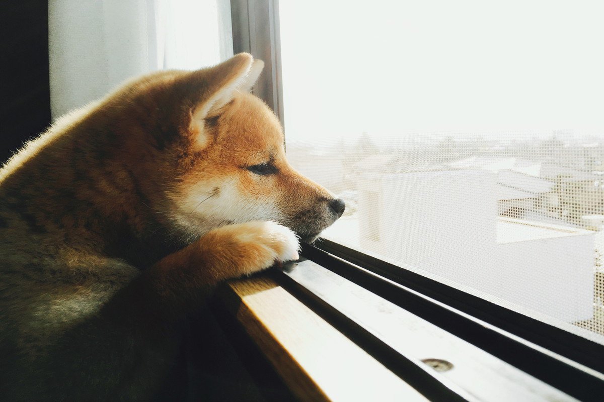 犬がみせる『寂しかった』サイン4選　愛犬の寂しさをやわらげるために飼い主がすべき工夫とは？