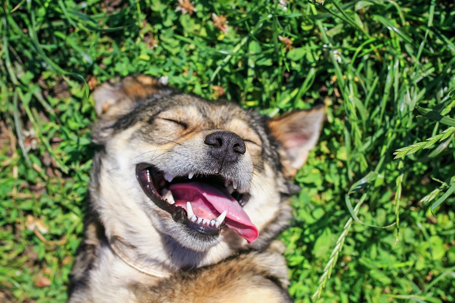 かわいい～♡犬のお腹を撫でると足をバタバタさせる理由とは？