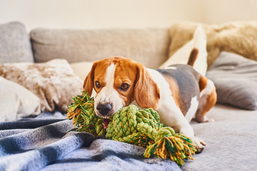 病気や認知研究のベースラインとなる家庭犬の活動パターンの調査結果