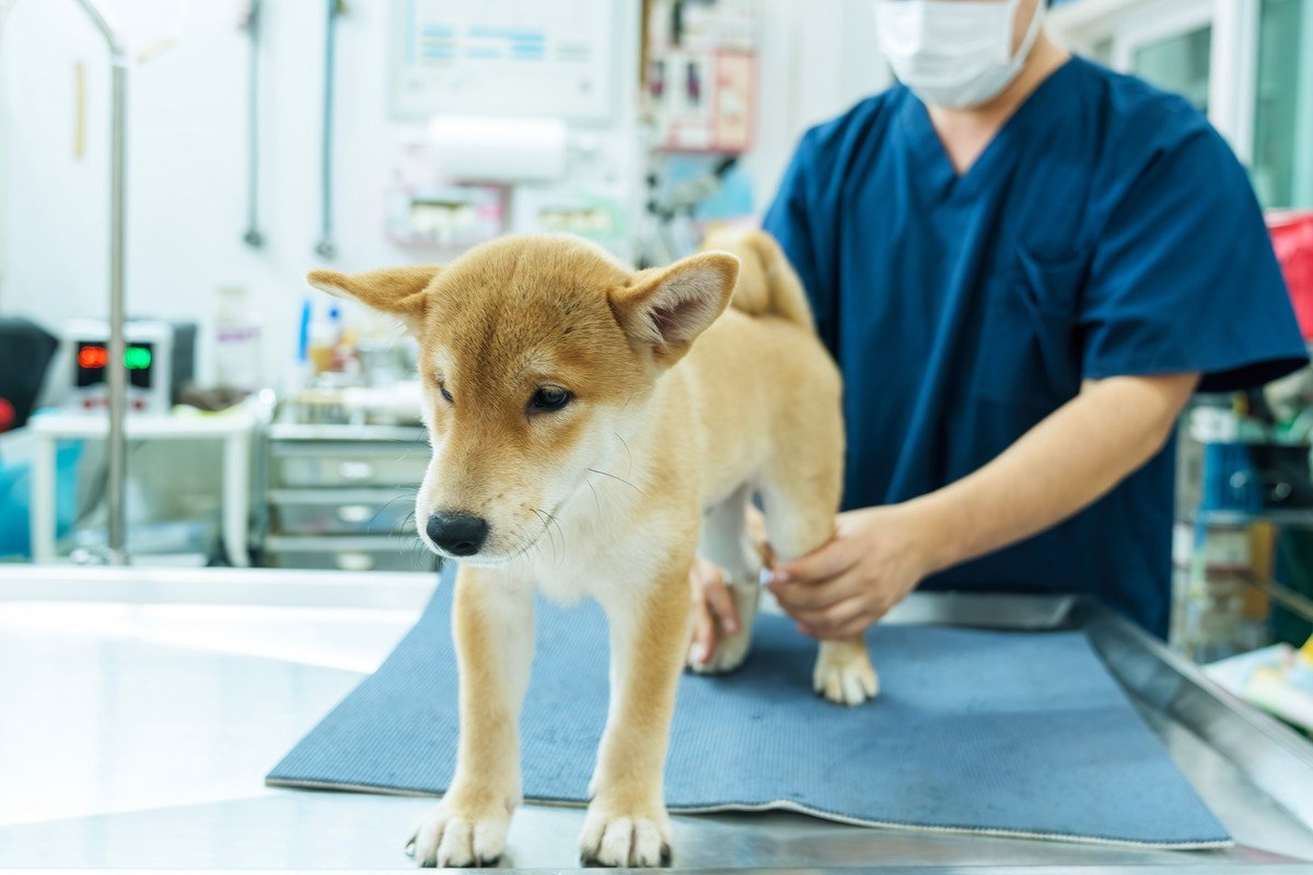 犬が『スキップ』していたら要注意？病気の可能性から確認すべきポイントまで解説