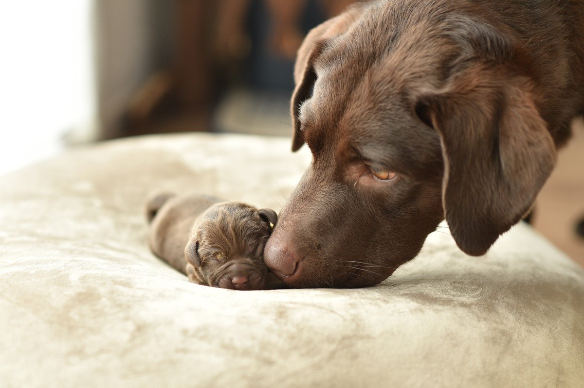 犬の去勢・避妊の必要性は？知っておくべきメリットとデメリット　「飼い主は理解しておくべき」「しっかり考えないと」