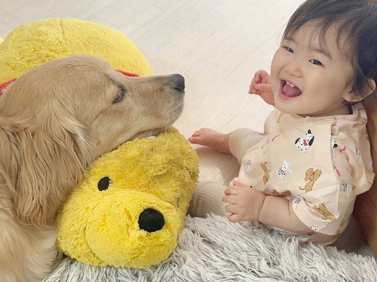 やんちゃな0歳の赤ちゃん→生まれてからずっと一緒にいた大型犬が…あまりにも尊い『母親のような行動』が24万再生「素敵」「母性本能」