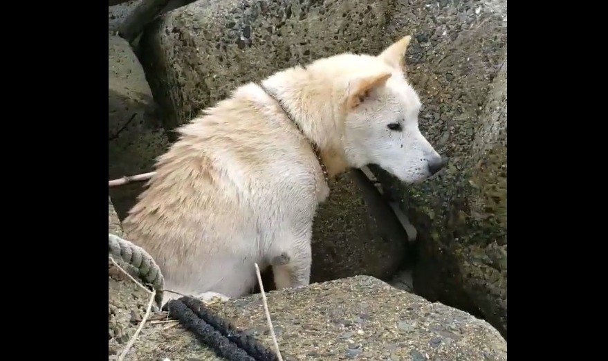 【奇跡】3年間、20㎞以上を放浪してきた犬が飼い主と再会！