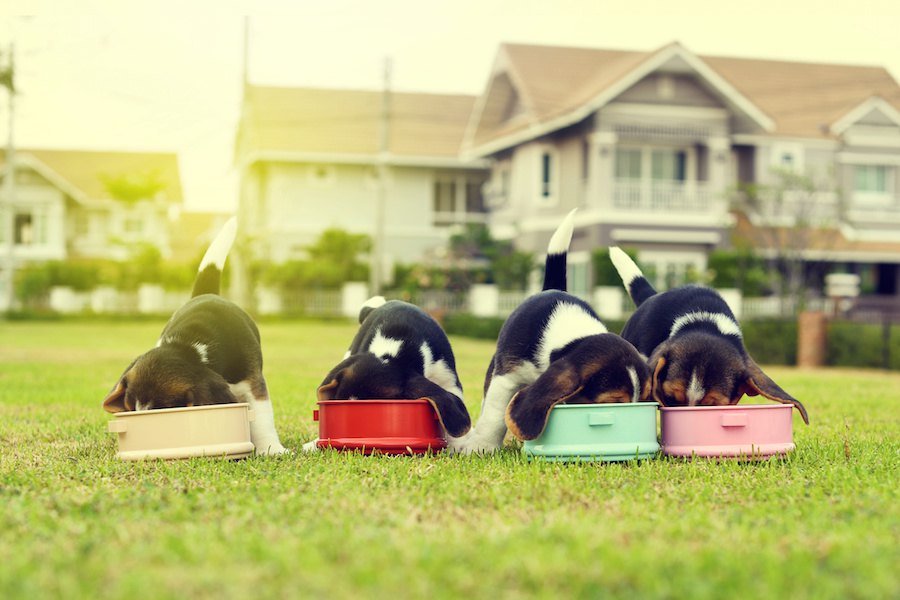 犬の『早食い』を防止する対策４選