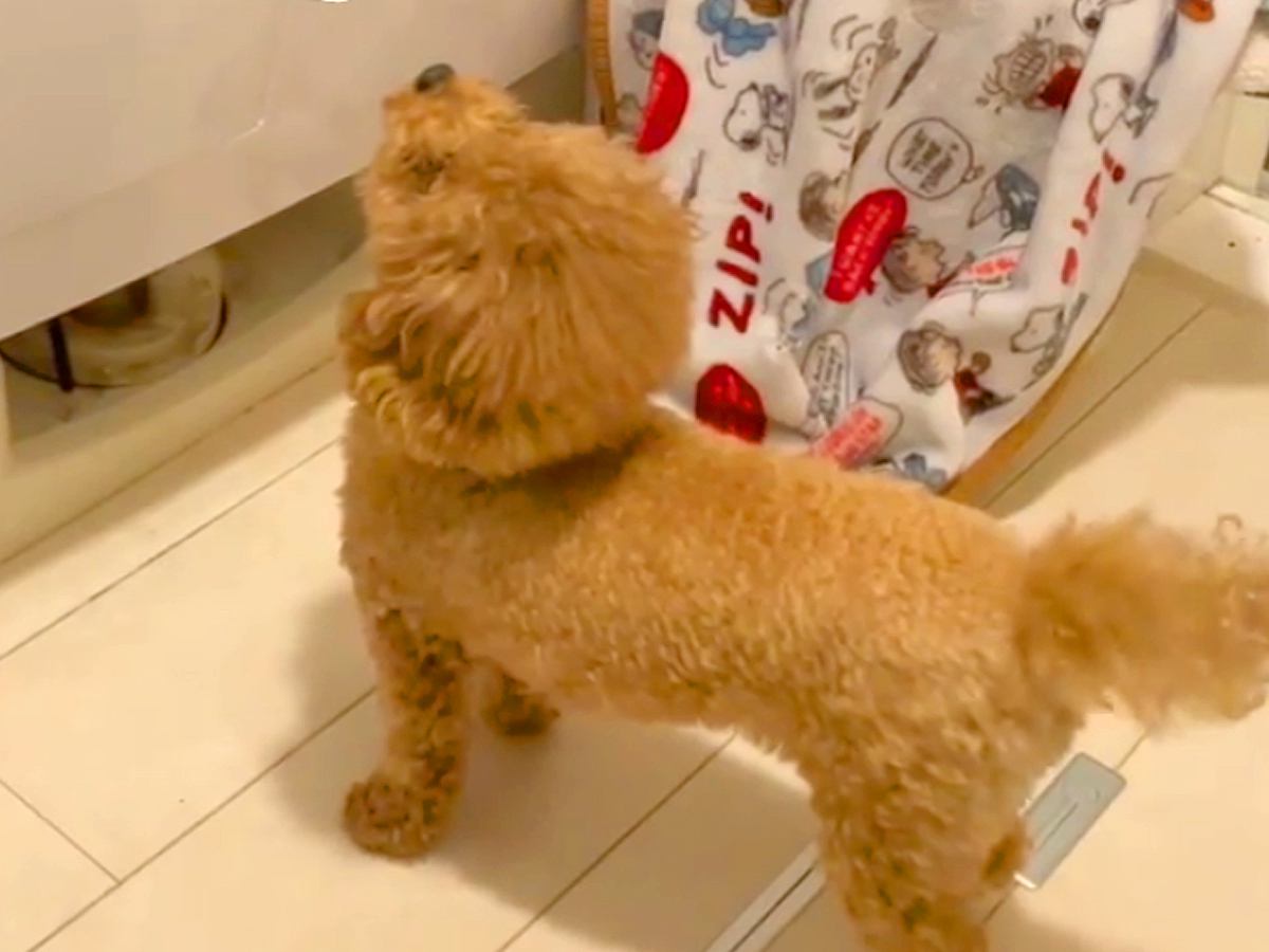犬が大事にしていた『お気に入りのクッション』を洗濯した結果…思った以上に『切ない行動』が36万再生「声可愛すぎる」「大好きなのわかる」