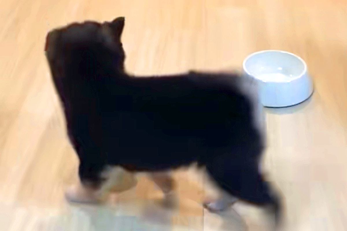 『ごはん、はやくぅ』食いしん坊な赤ちゃん犬→ご飯が楽しみすぎて、お皿を…とんでもなく可愛い光景が15万再生「ヨチヨチ尊い」「後ろ姿が…」