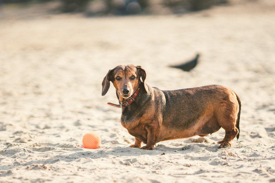 特に太りやすい犬種３選！肥満を予防するコツやNG行為とは？