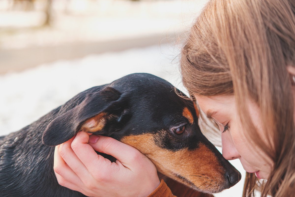 犬のしつけに悩んでいるあなたへ。愛犬を傷つけたいですか？優しくしたいですか？