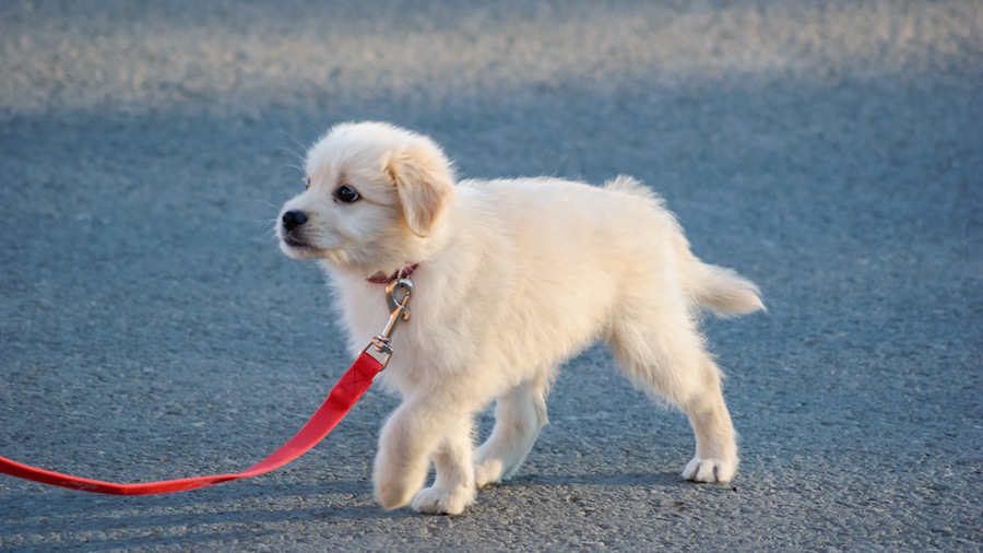 ペット救急隊員が教える「犬を飼いはじめの散歩法」