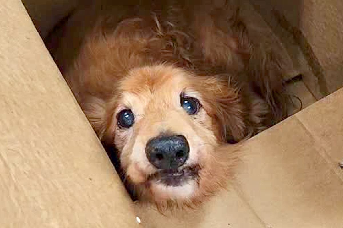 ダンボールに入っていた『ボロボロの犬』を保護→飼われていたとは思えない状態で…涙が止まらない光景が103万再生「幸せに」「出会いに感謝」