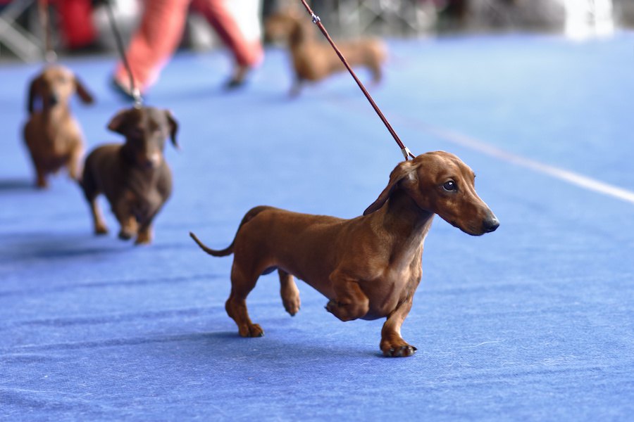 純血種の犬は隠れた毛色の遺伝子を持っていることがある【研究結果】