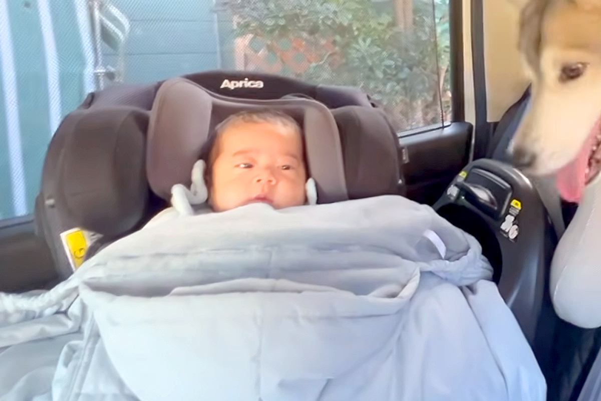 赤ちゃんと初めて『車でお出かけ』することになった大型犬→車体が揺れるほど大興奮して…微笑ましい光景に反響「幸せな犬生」「めっちゃ可愛い」