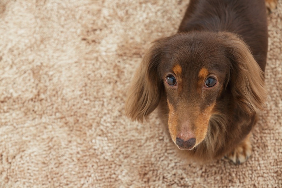 犬が室内で怪我をする3つの原因とやりたい対策