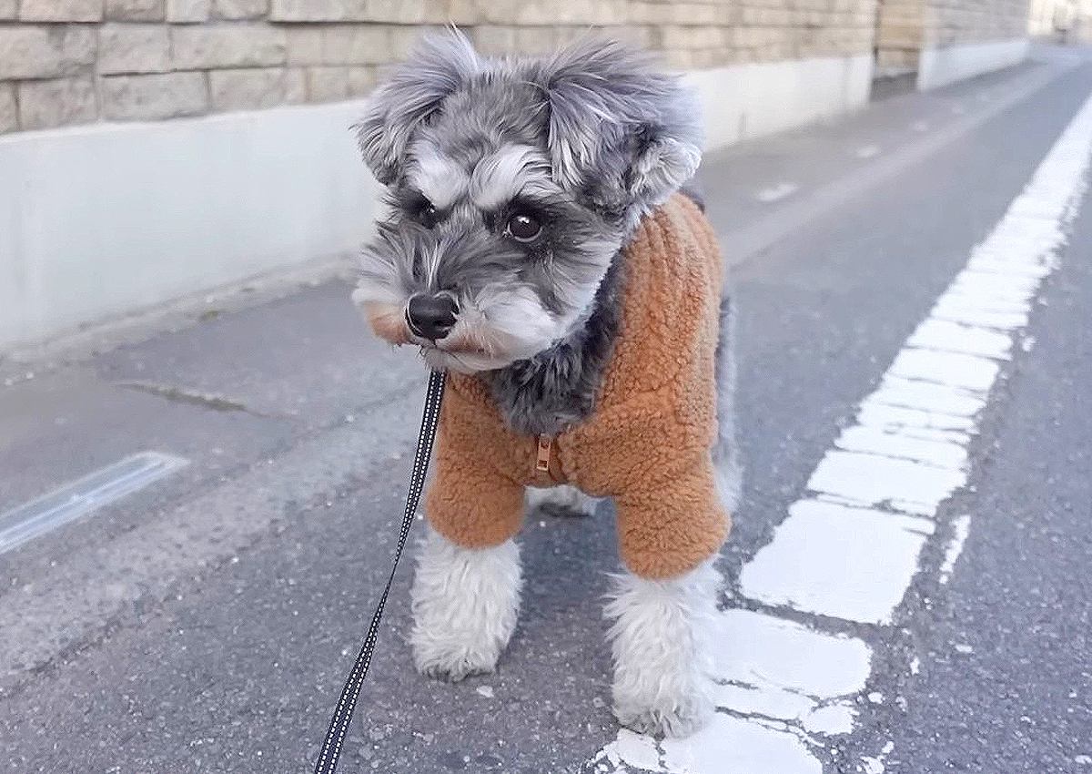 散歩中に家族がいなくなったら…犬はどうする？可愛くて切ない反応に胸が締め付けられると3万2000再生「羨ましい」との声も