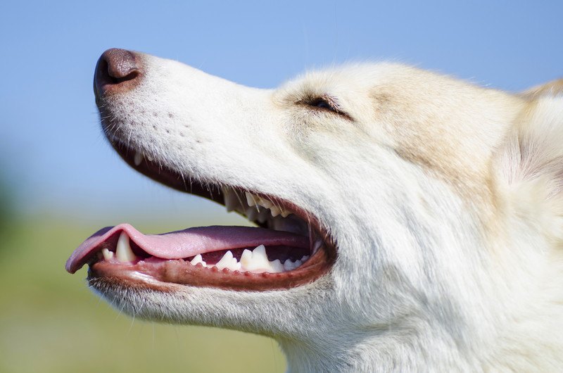 犬を飼うと人の生活はどう変わる？